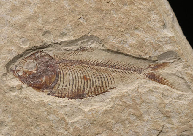 骨１本１本がくっきりと保存された、状態の良いゴシウテクティス（Gosiutichtys）の化石（その2）