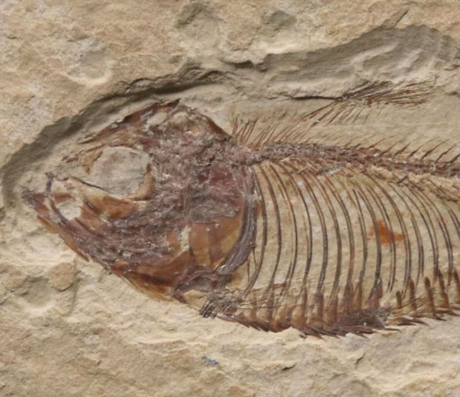 骨１本１本がくっきりと保存された、状態の良いゴシウテクティス（Gosiutichtys）の化石（その3）