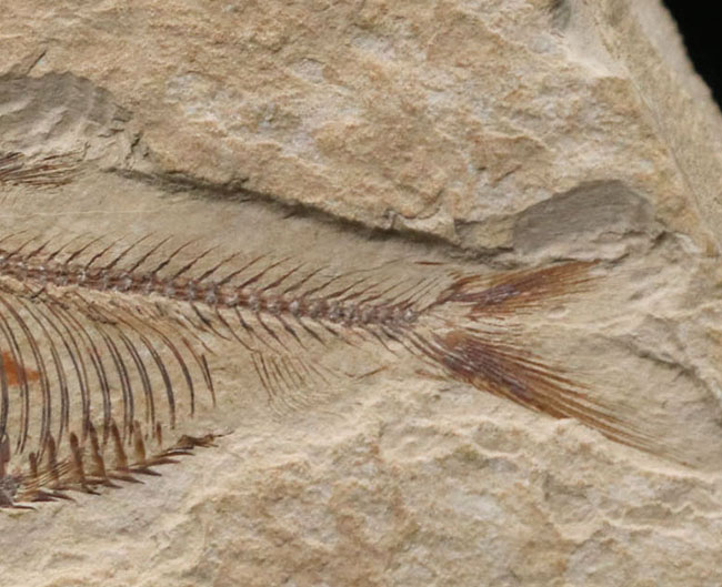 骨１本１本がくっきりと保存された、状態の良いゴシウテクティス（Gosiutichtys）の化石（その4）