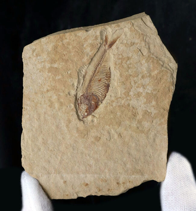 骨１本１本がくっきりと保存された、状態の良いゴシウテクティス（Gosiutichtys）の化石（その5）