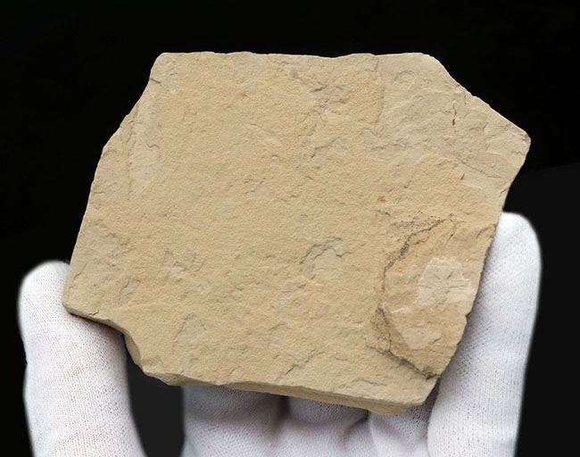 骨１本１本がくっきりと保存された、状態の良いゴシウテクティス（Gosiutichtys）の化石（その7）