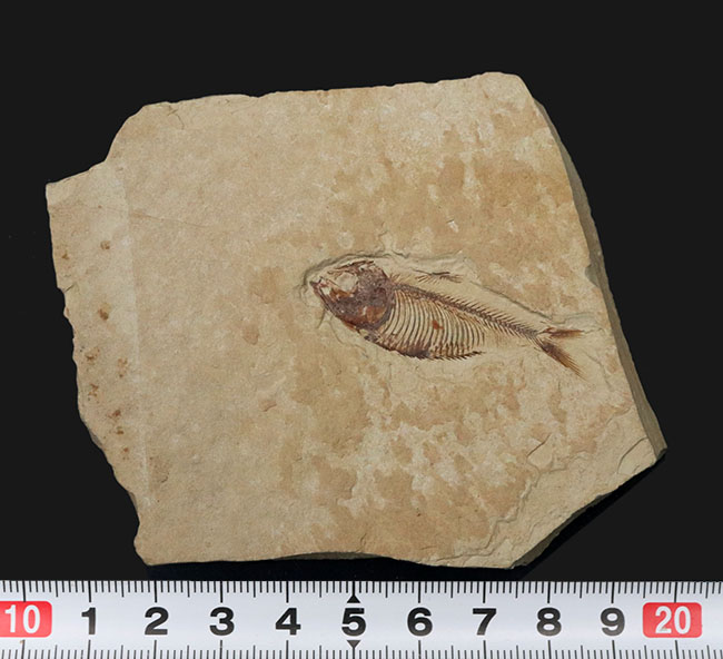 骨１本１本がくっきりと保存された、状態の良いゴシウテクティス（Gosiutichtys）の化石（その9）