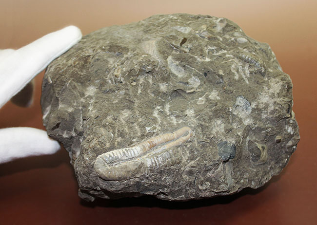 北海道を代表する異常巻きアンモナイトの一つ、ポリプチコセラス(Polyptychoceras sp.)。2巻、3セクションを確認できる完全体(その2)