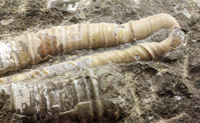 北海道を代表する異常巻きアンモナイトの一つ、ポリプチコセラス(Polyptychoceras sp.)。2巻、3セクションを確認できる完全体(その4)