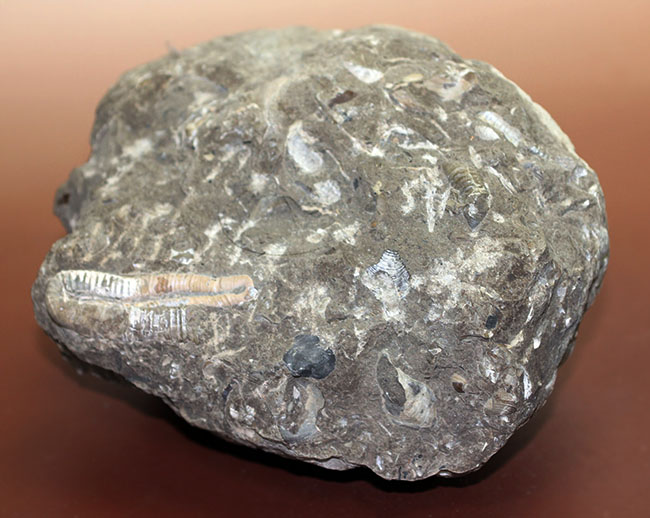 北海道を代表する異常巻きアンモナイトの一つ、ポリプチコセラス