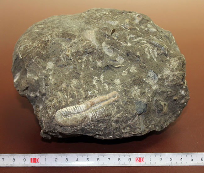 北海道を代表する異常巻きアンモナイトの一つ、ポリプチコセラス(Polyptychoceras sp.)。2巻、3セクションを確認できる完全体(その8)