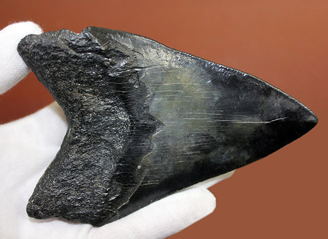 サイズ、状態、フォルム、三拍子そろった上質のメガロドン（Carcharodon megalodon）の歯化石（その10）