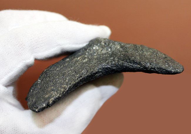 サイズ、状態、フォルム、三拍子そろった上質のメガロドン（Carcharodon megalodon）の歯化石（その11）