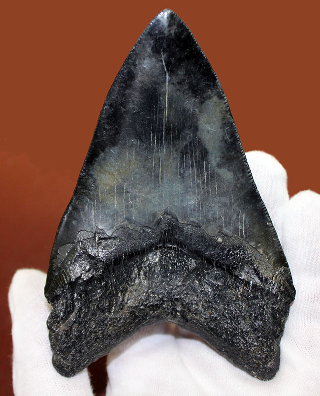 サイズ、状態、フォルム、三拍子そろった上質のメガロドン（Carcharodon megalodon）の歯化石（その2）