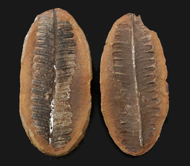 かつて世界中で繁栄した木生シダの一種、ペコプリテス(Pecopteris unita)の典型的な標本(その1)