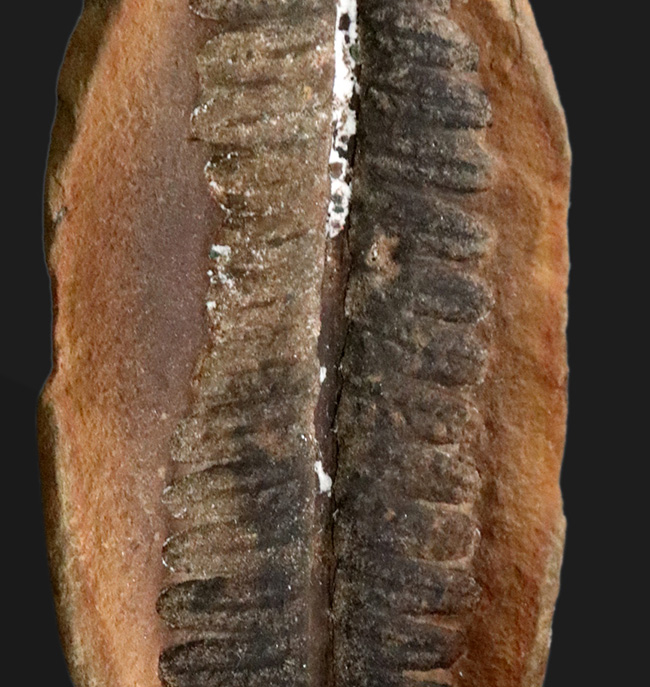 かつて世界中で繁栄した木生シダの一種、ペコプリテス（Pecopteris unita）の典型的な標本（その2）