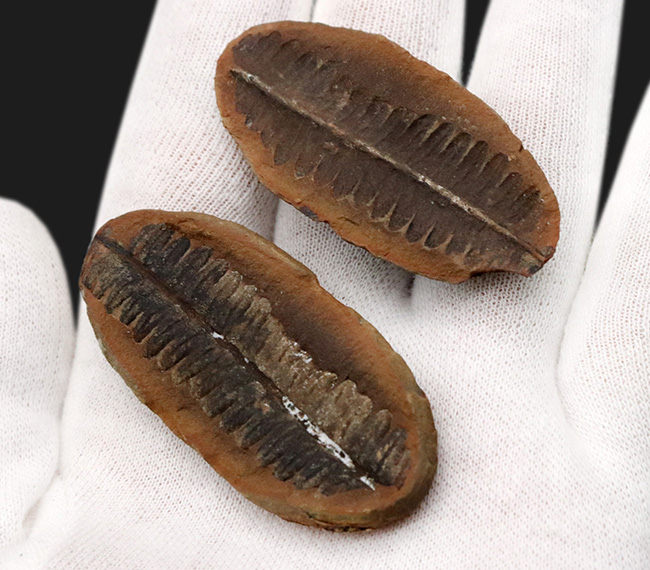 かつて世界中で繁栄した木生シダの一種、ペコプリテス(Pecopteris unita)の典型的な標本(その3)