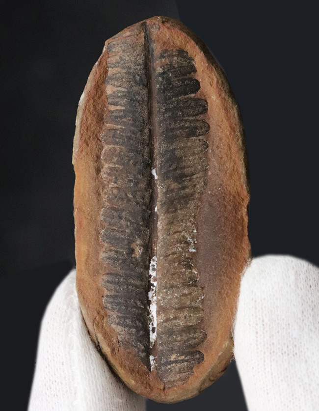 かつて世界中で繁栄した木生シダの一種、ペコプリテス(Pecopteris unita)の典型的な標本(その6)