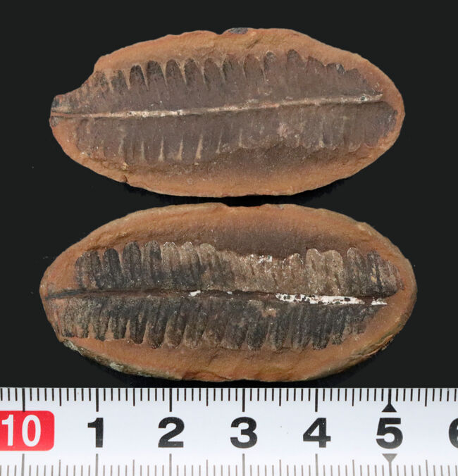 かつて世界中で繁栄した木生シダの一種、ペコプリテス(Pecopteris unita)の典型的な標本(その7)