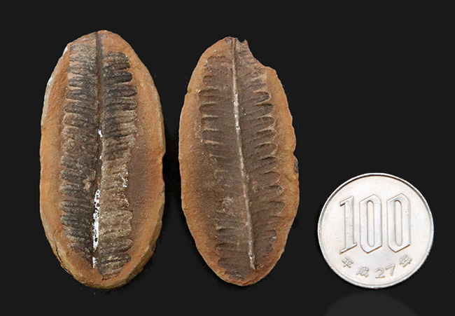 かつて世界中で繁栄した木生シダの一種、ペコプリテス（Pecopteris unita）の典型的な標本（その8）