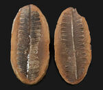 かつて世界中で繁栄した木生シダの一種、ペコプリテス（Pecopteris unita）の典型的な標本