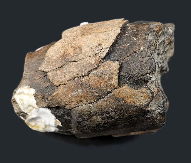 珍しい！およそ約１万年前に棲息していたコロンビアマンモス（Mammuthus columbi）の牙の部分化石（その1）