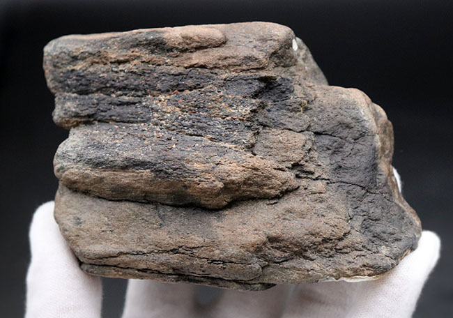 珍しい！およそ約１万年前に棲息していたコロンビアマンモス（Mammuthus columbi）の牙の部分化石（その3）