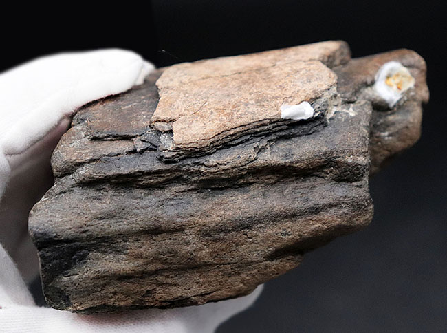 珍しい！およそ約１万年前に棲息していたコロンビアマンモス（Mammuthus columbi）の牙の部分化石（その4）
