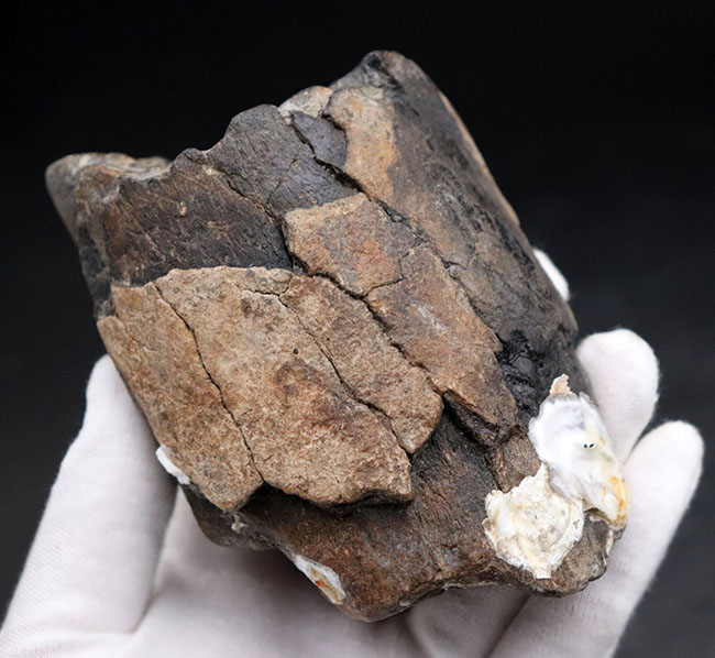 珍しい！およそ約１万年前に棲息していたコロンビアマンモス（Mammuthus columbi）の牙の部分化石（その5）