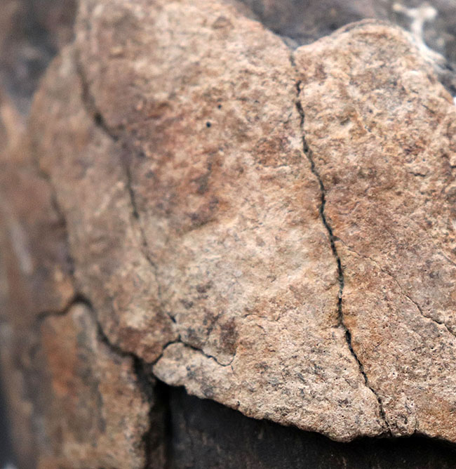 珍しい！およそ約１万年前に棲息していたコロンビアマンモス（Mammuthus columbi）の牙の部分化石（その6）