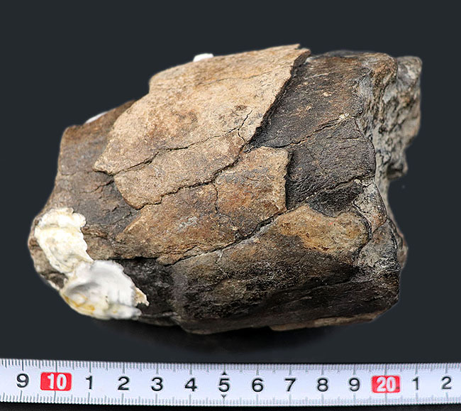 珍しい！およそ約１万年前に棲息していたコロンビアマンモス（Mammuthus columbi）の牙の部分化石（その8）
