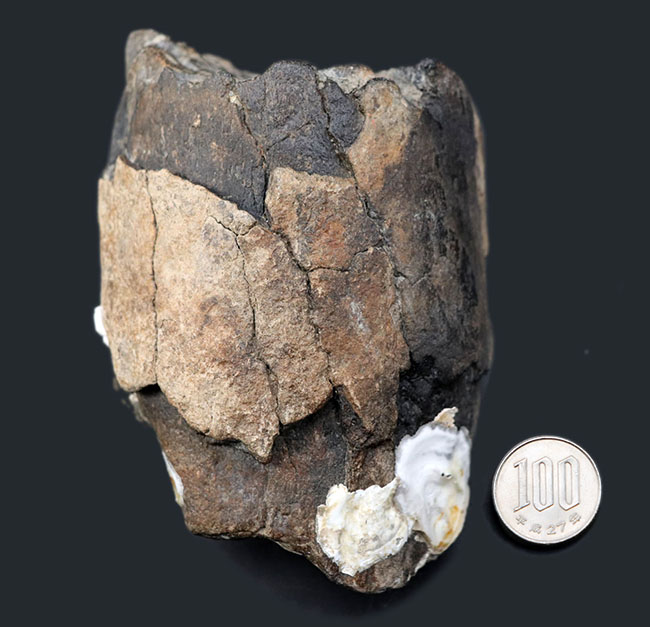 珍しい！およそ約１万年前に棲息していたコロンビアマンモス（Mammuthus columbi）の牙の部分化石（その9）