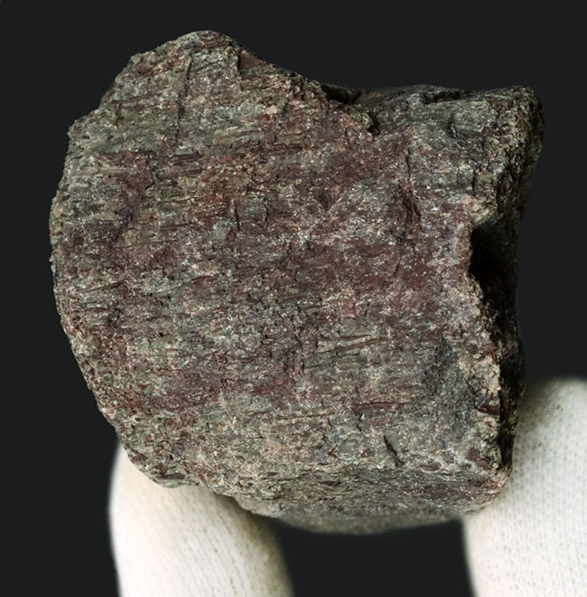 米国コロラド州産のジュラ紀の恐竜の骨の断片と見られる化石(その1)