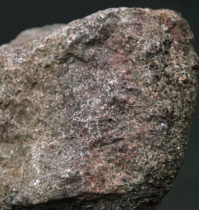 米国コロラド州産のジュラ紀の恐竜の骨の断片と見られる化石(その3)