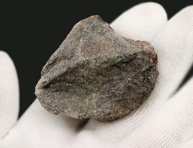 米国コロラド州産のジュラ紀の恐竜の骨の断片と見られる化石(その4)