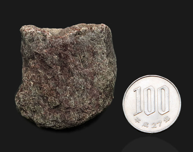 米国コロラド州産のジュラ紀の恐竜の骨の断片と見られる化石(その6)