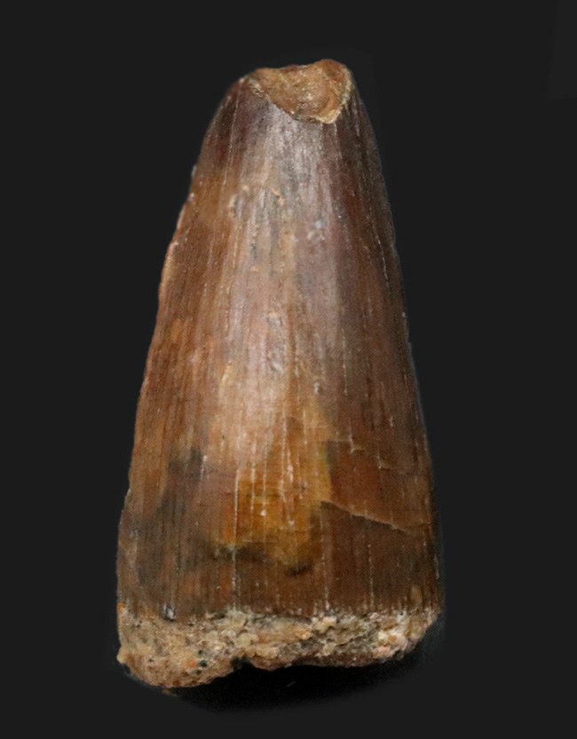 小型ながら美しいエナメル質が残存したスピノサウルス(Spinosaurus)の歯化石(その1)