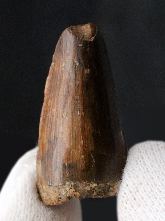 小型ながら美しいエナメル質が残存したスピノサウルス(Spinosaurus)の歯化石(その2)