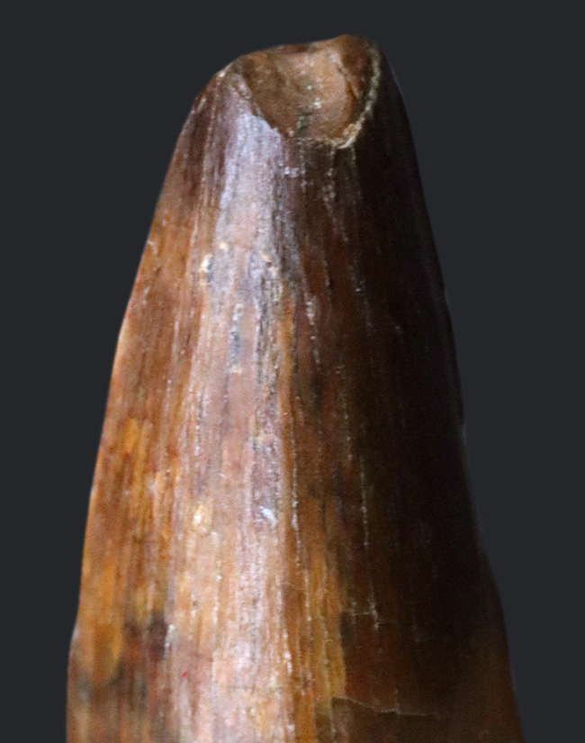 小型ながら美しいエナメル質が残存したスピノサウルス(Spinosaurus)の歯化石(その3)