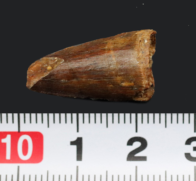 小型ながら美しいエナメル質が残存したスピノサウルス(Spinosaurus)の歯化石(その8)