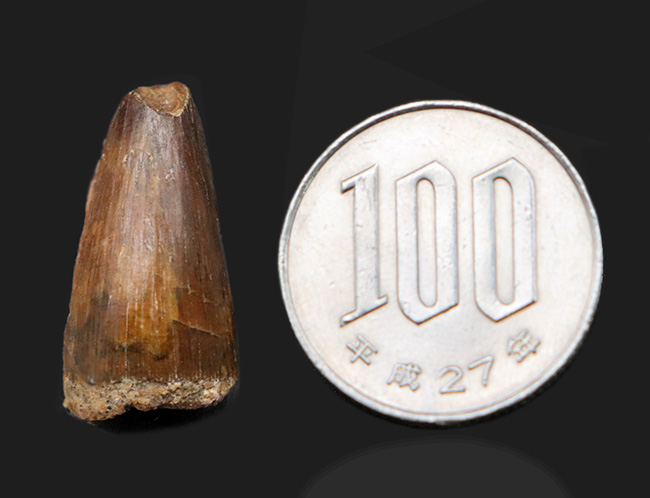 小型ながら美しいエナメル質が残存したスピノサウルス(Spinosaurus)の歯化石(その9)
