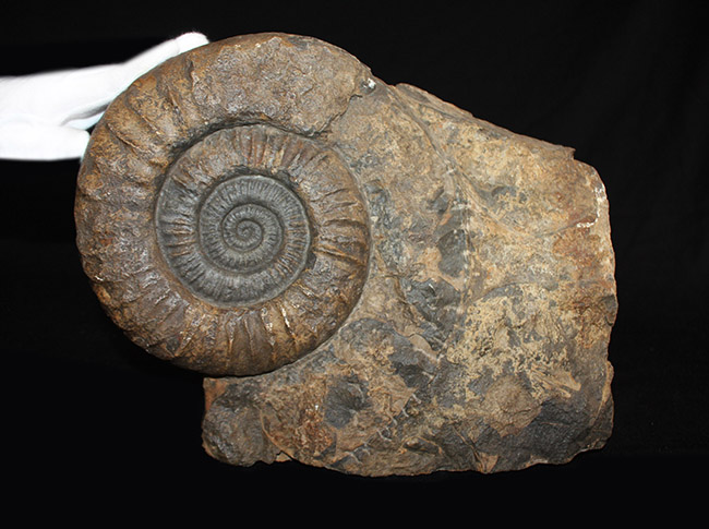 １２キロ、母岩含め３６センチに達する特大サイズに加え、深い肋（ろく）が作り出す陰影が印象的な、アンモナイト、アリエチテス（Arietites）の化石（その1）