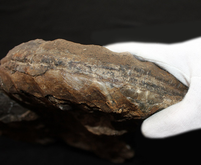 １２キロ、母岩含め３６センチに達する特大サイズに加え、深い肋（ろく）が作り出す陰影が印象的な、アンモナイト、アリエチテス（Arietites）の化石（その5）