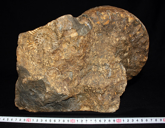 １２キロ、母岩含め３６センチに達する特大サイズに加え、深い肋（ろく）が作り出す陰影が印象的な、アンモナイト、アリエチテス（Arietites）の化石（その6）