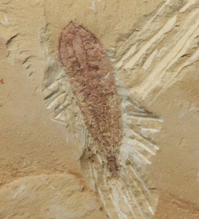 オードコレクション！ベリーベリーレア！あのチェンジャン生物群に属する捕食者の一つ、アラルコメネウス （Alalcomenaeus）の化石（その1）