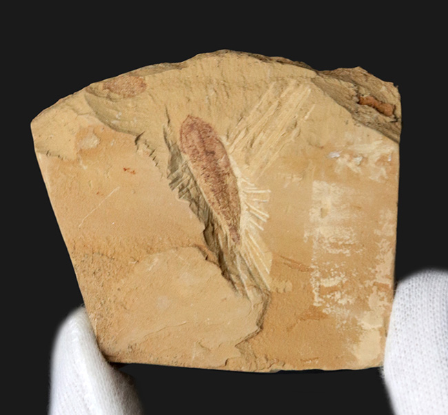 オードコレクション！ベリーベリーレア！あのチェンジャン生物群に属する捕食者の一つ、アラルコメネウス （Alalcomenaeus）の化石（その2）
