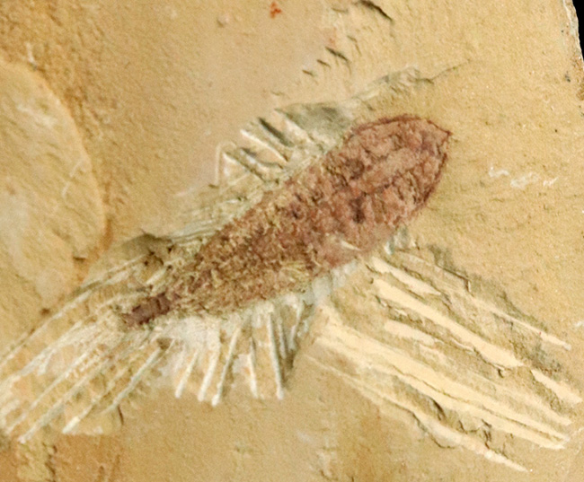 オードコレクション！ベリーベリーレア！あのチェンジャン生物群に属する捕食者の一つ、アラルコメネウス （Alalcomenaeus）の化石（その3）