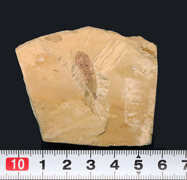 オードコレクション！ベリーベリーレア！あのチェンジャン生物群に属する捕食者の一つ、アラルコメネウス （Alalcomenaeus）の化石（その7）