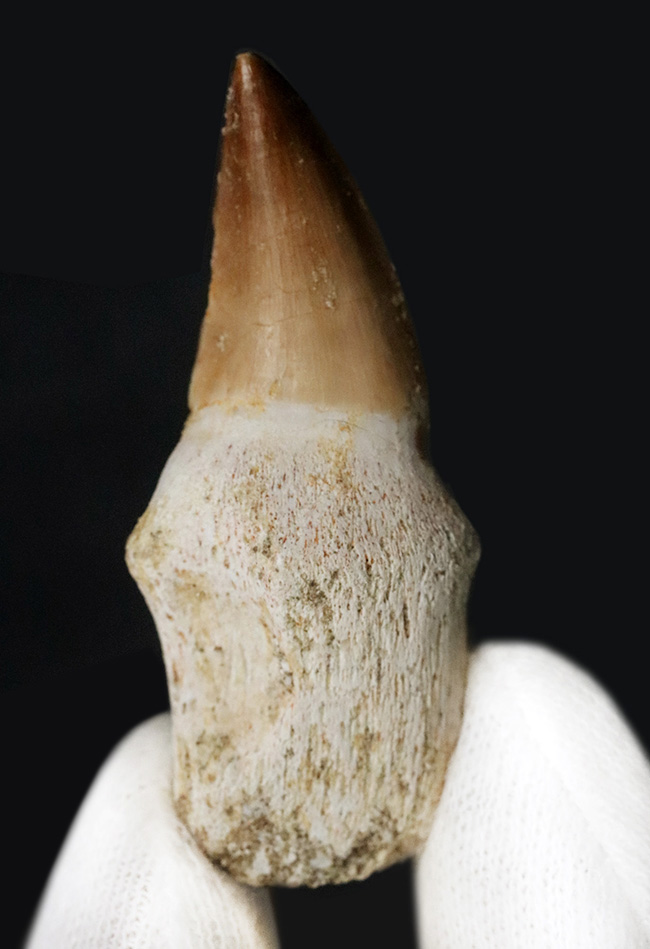 美品！歯根付きのモササウルス（Mosasaurus）の良質の歯化石（その1）
