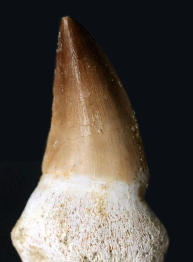 美品！歯根付きのモササウルス（Mosasaurus）の良質の歯化石（その2）