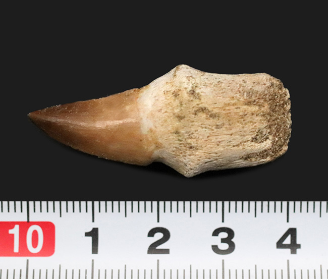 美品！歯根付きのモササウルス（Mosasaurus）の良質の歯化石（その6）