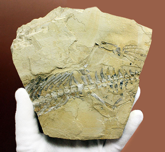 部分化石でも価値高い、ブラジル産ペルム紀の爬虫類、メソサウルス（Mesosaurus sp.）の骨盤セクションの化石（その1）