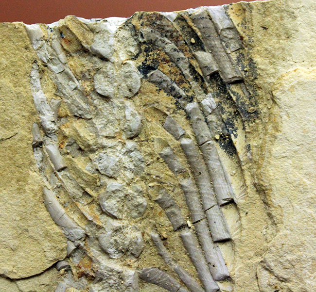 部分化石でも価値高い、ブラジル産ペルム紀の爬虫類、メソサウルス（Mesosaurus sp.）の骨盤セクションの化石（その2）
