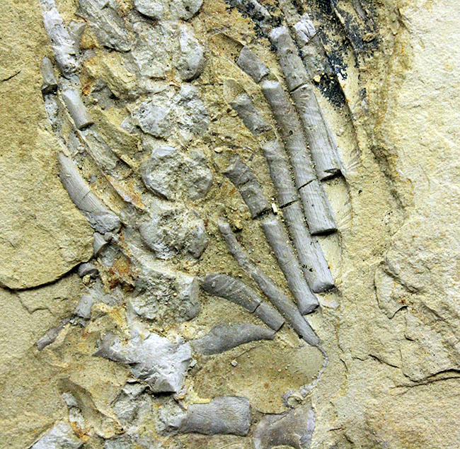 部分化石でも価値高い、ブラジル産ペルム紀の爬虫類、メソサウルス（Mesosaurus sp.）の骨盤セクションの化石（その3）