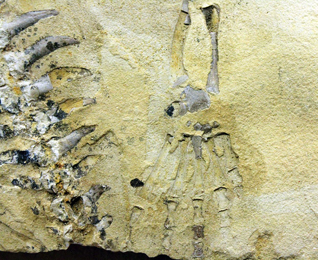 部分化石でも価値高い、ブラジル産ペルム紀の爬虫類、メソサウルス（Mesosaurus sp.）の骨盤セクションの化石（その5）